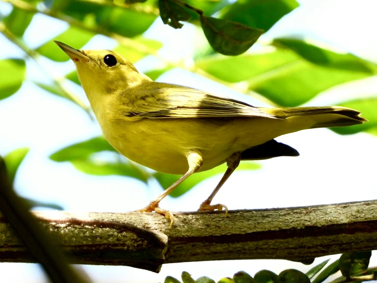 a small yellow bird standing on a nch