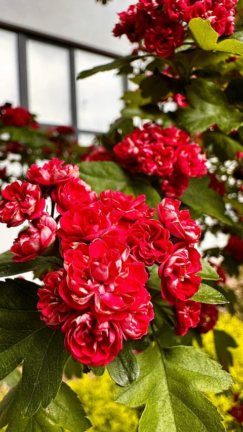 flowers are growing with green leaves on them