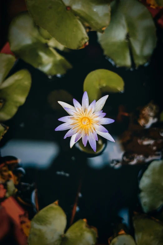 an image of a waterlily that is floating in the water