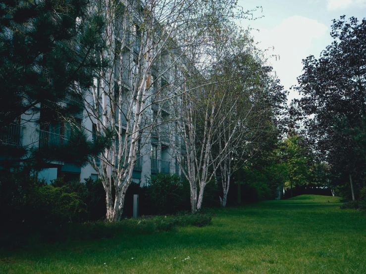 several trees in the back ground and a building in the back ground