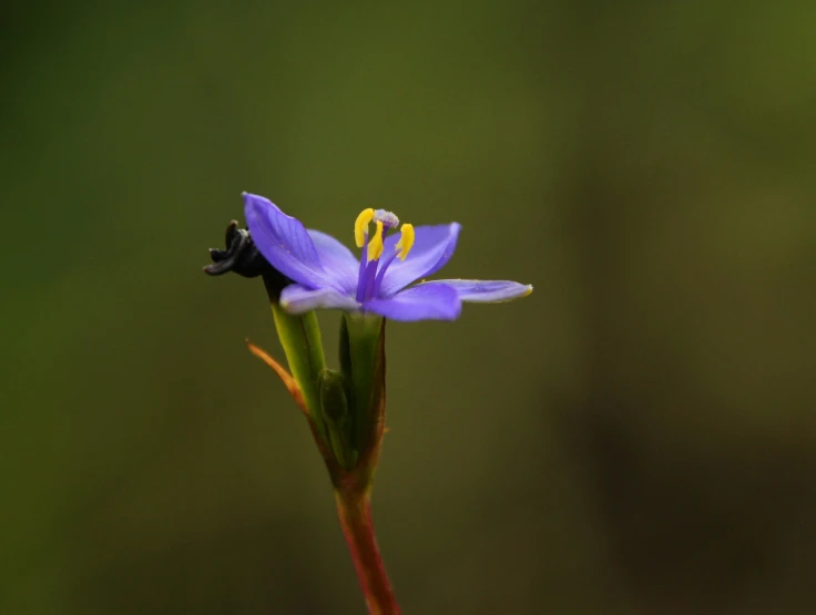 a single blue flower growing from the stem