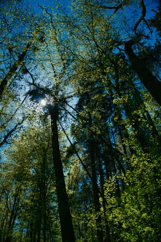 a view of trees and leaves from a forest floor