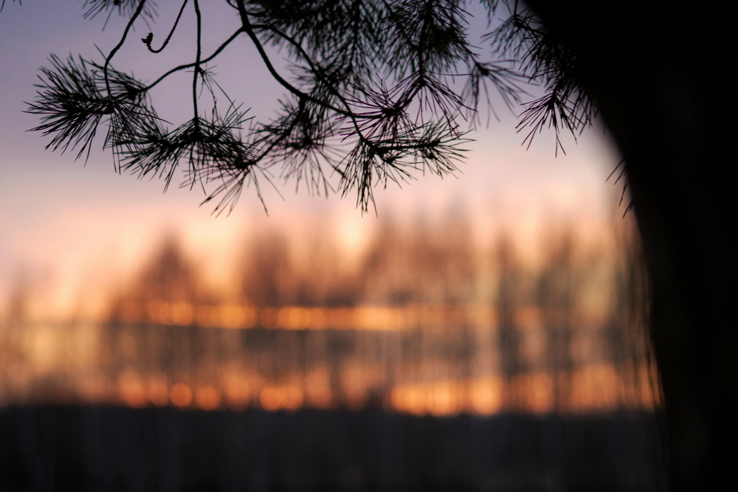 the view from behind a pine tree at sunrise