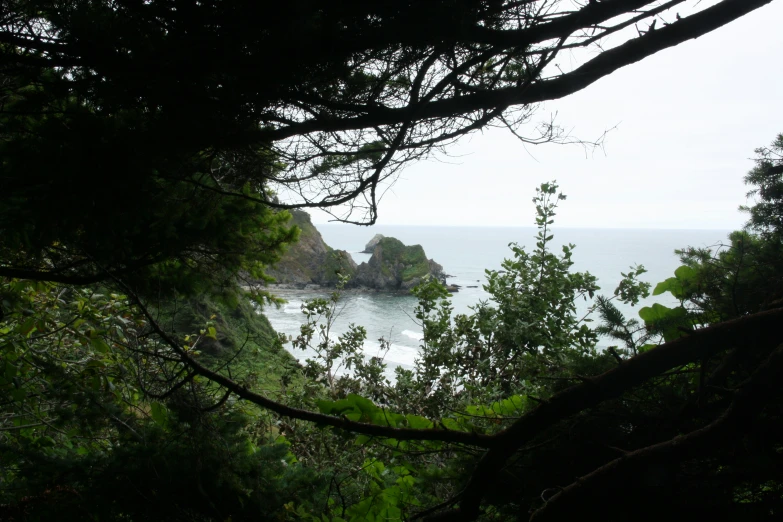 trees look out on the ocean from behind them