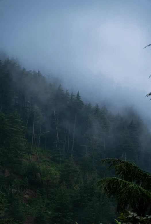 fog shrouds the forest on a hill side