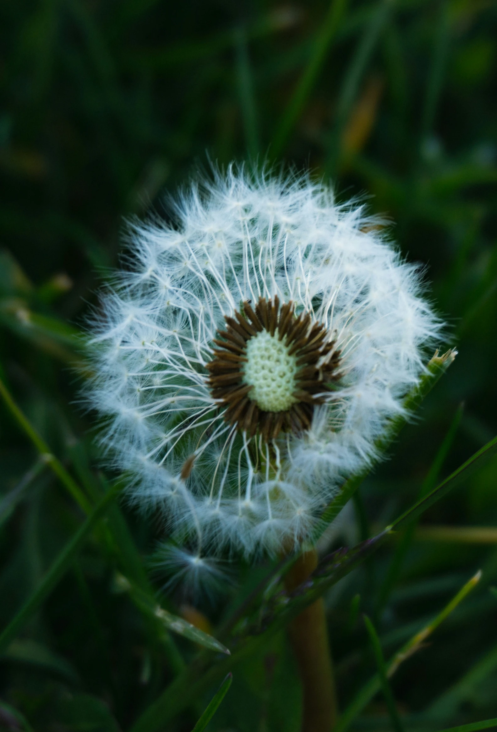 the dandelion is blooming and in the middle of the grass