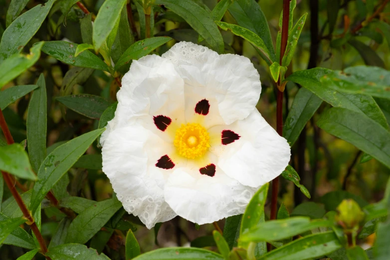 a white and yellow flower with green leaves in the background