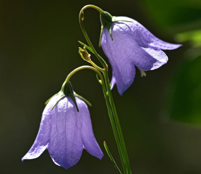 a purple flower with some very green stems