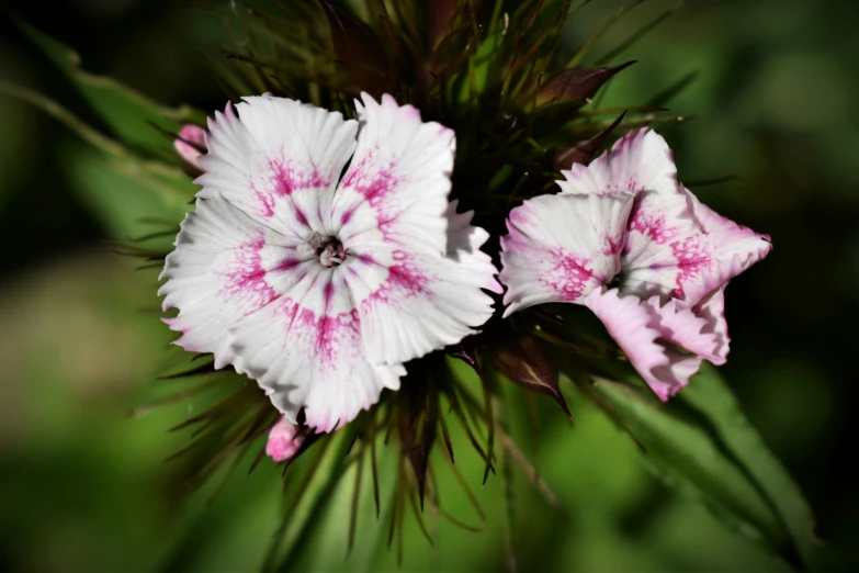 three pretty pink and white flowers with green leaves