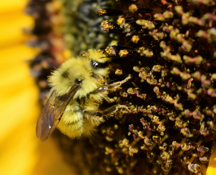 a close up image of the bum on the underside of the flower