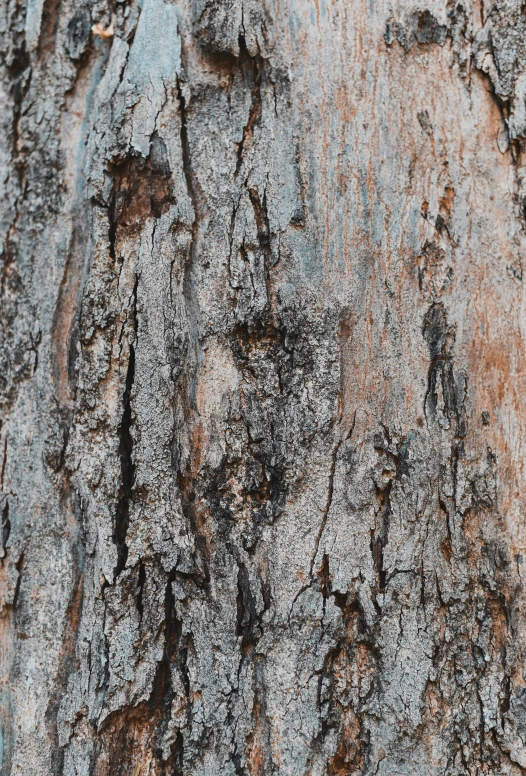 the bark of a tree with moss growing on it