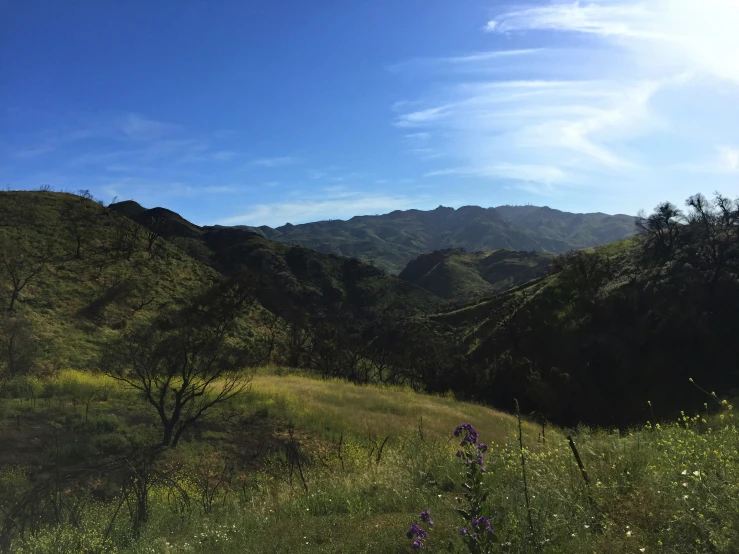 green hills and trees with no leaves and no trees or grass