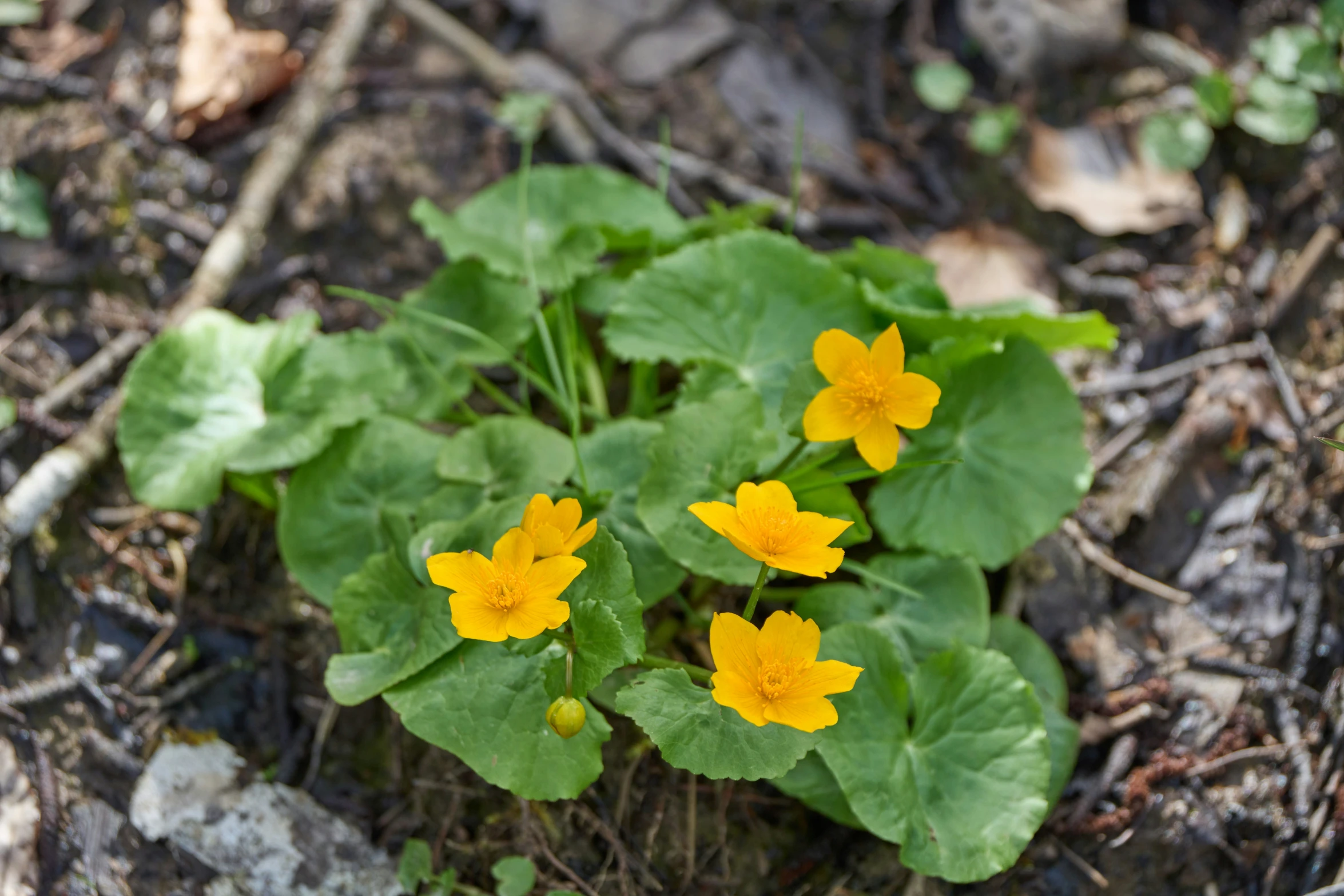 small yellow flowers growing in the dirt in a forest