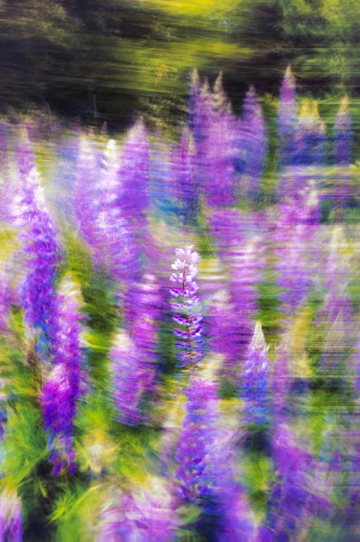 beautiful purple and green flowers are blurred by a wave of water