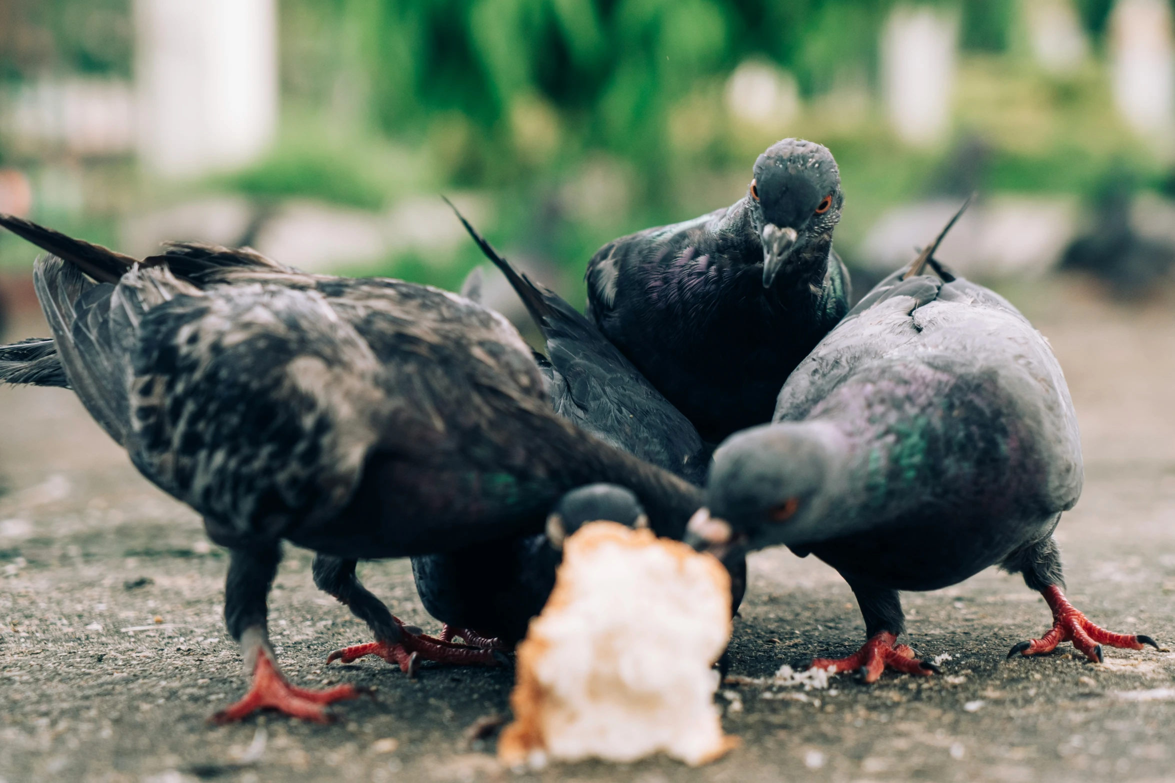 several pigeons eat a piece of bread on the ground