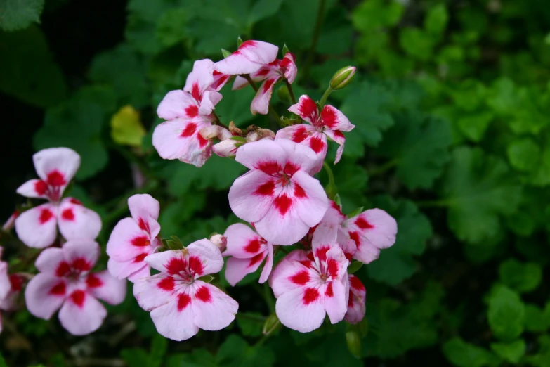 a group of flowers with red and white petals