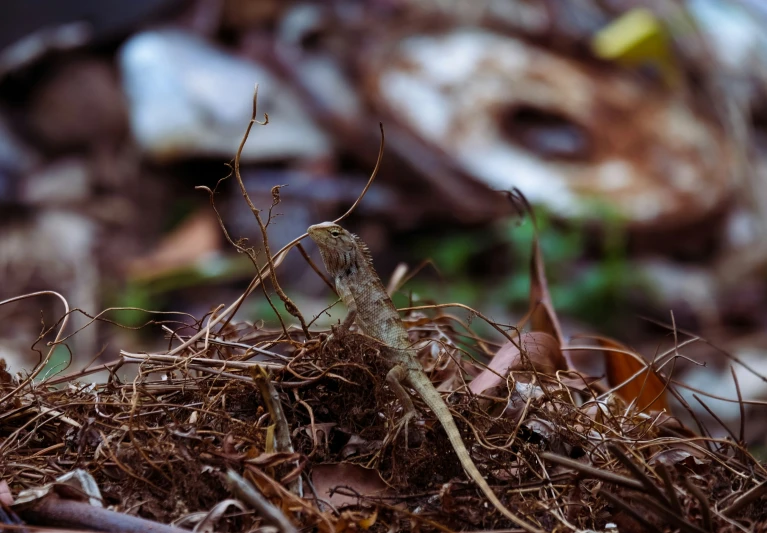 an extreme close up s of weeds and other debris