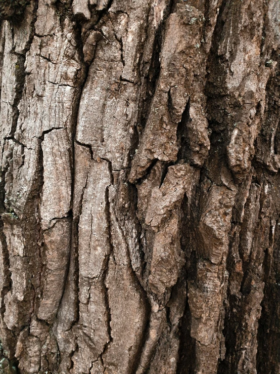 the bark of an old tree showing the crisscrossed section of the bark