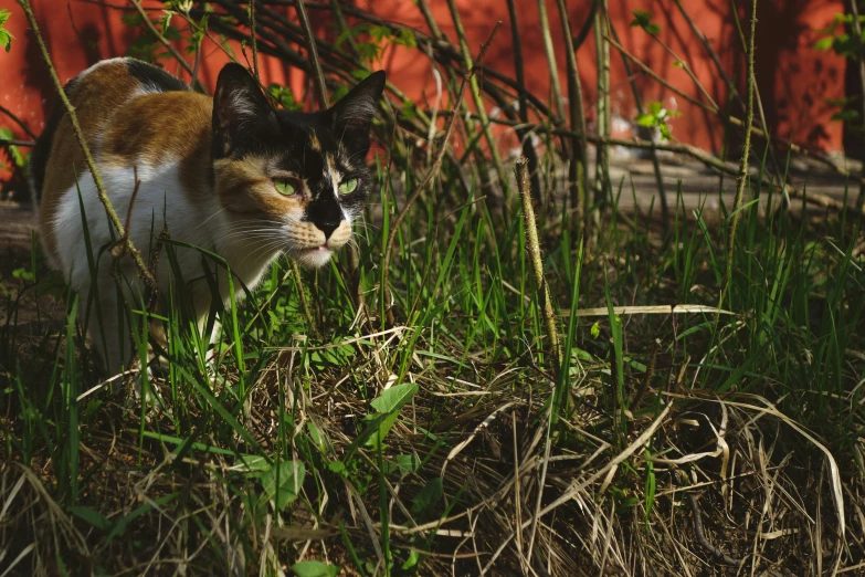 a cat that is laying in some green grass