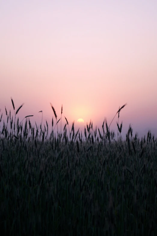 the sun shining on some grass with the sky in the background