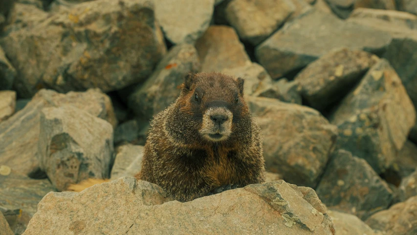 a close up of a bear sitting on rocks
