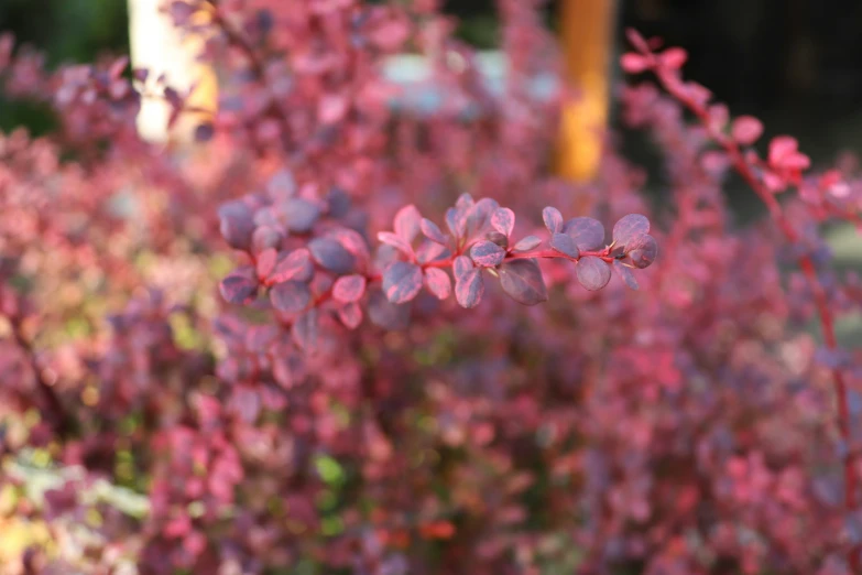 purple flowers in a garden area with greenery