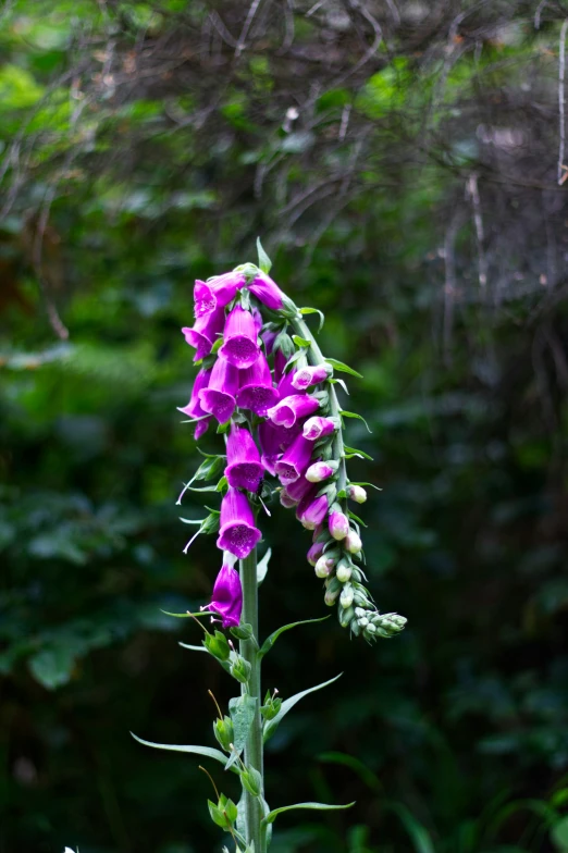 a very tall purple flower with green leaves and some bushes