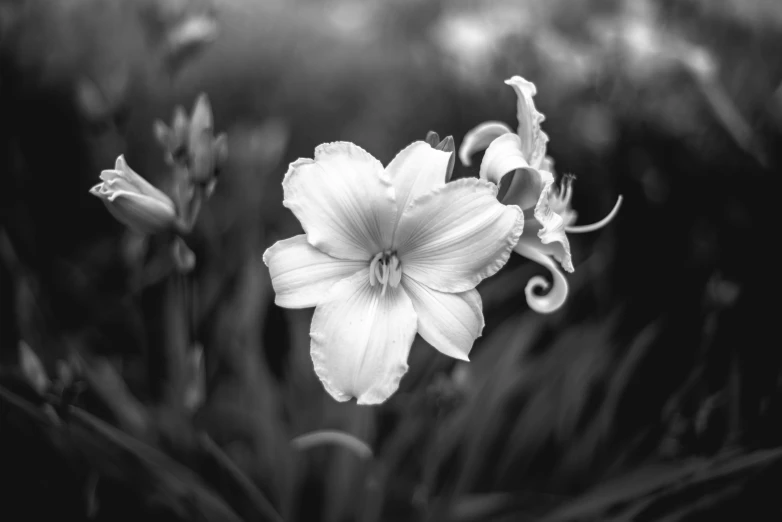 a close - up of a flower in a field of grass