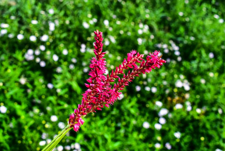 a small flower on a stem with others in the background