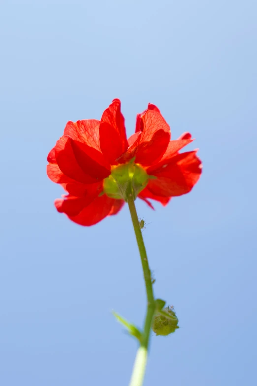 a red flower with leaves next to a blue sky