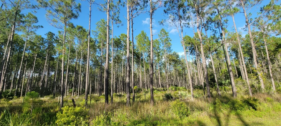 trees in a very tall wooded area on a sunny day