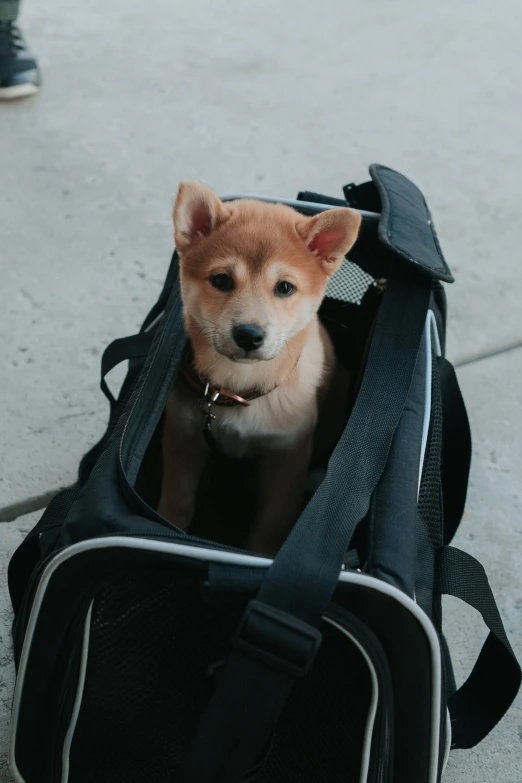 a small dog in a bag on the floor