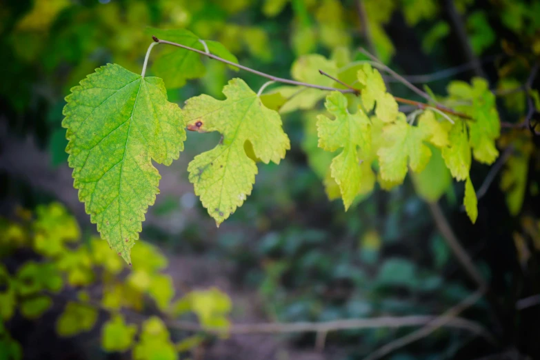 green leaves on tree in the park