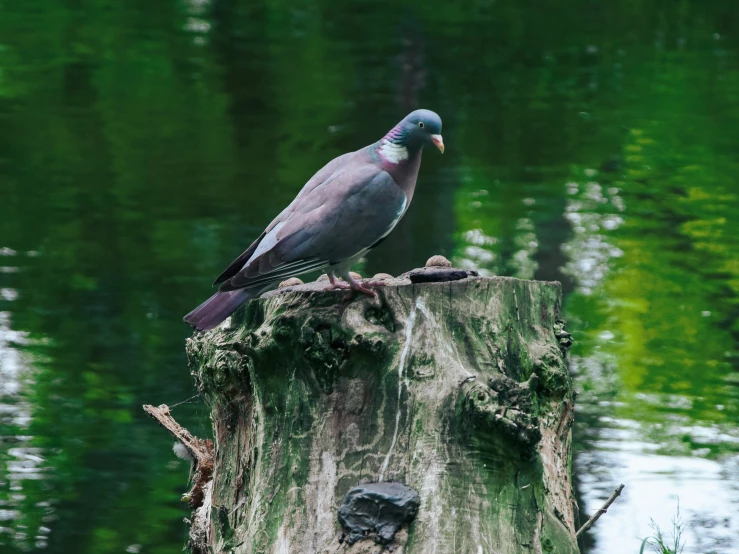 the bird is standing on top of a stump