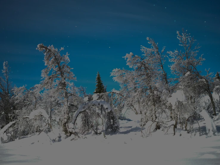 a snow covered area with pine trees and snow on the ground