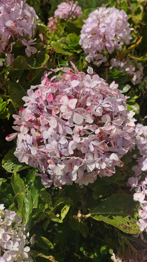 pink and white flowers are growing in the bushes