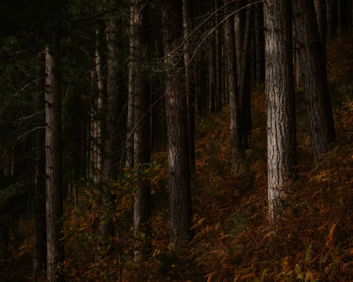 a small horse standing alone between the two trees