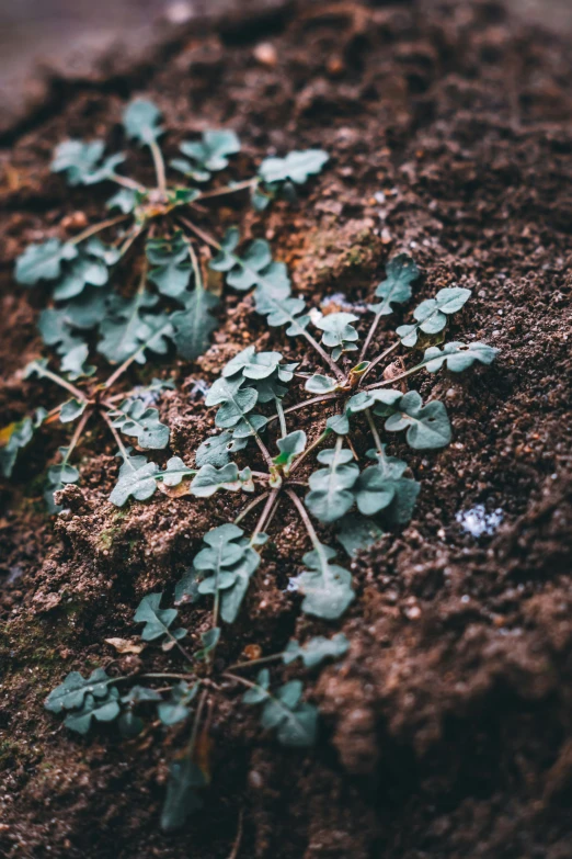 plants growing on the ground with dirt in it