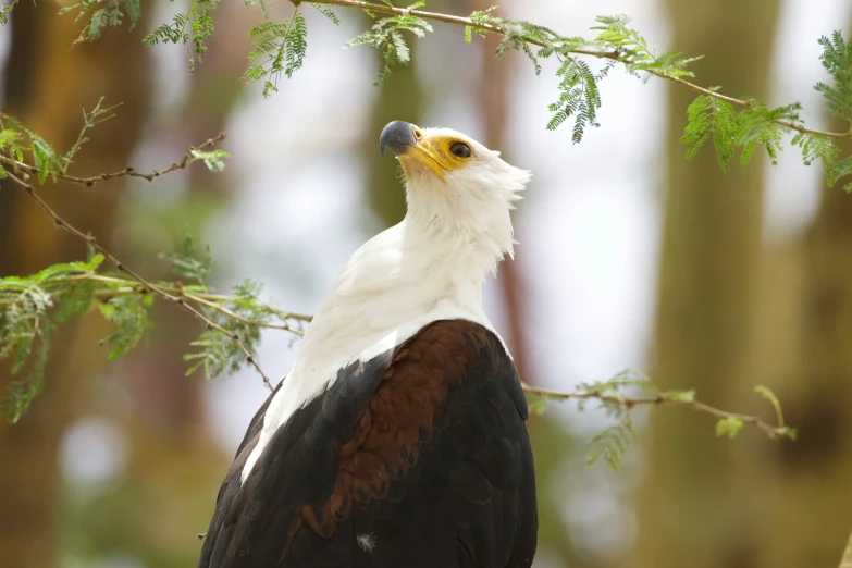 an eagle perches on top of the tree nch