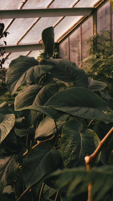 a very big pretty green plant with some dark foliage