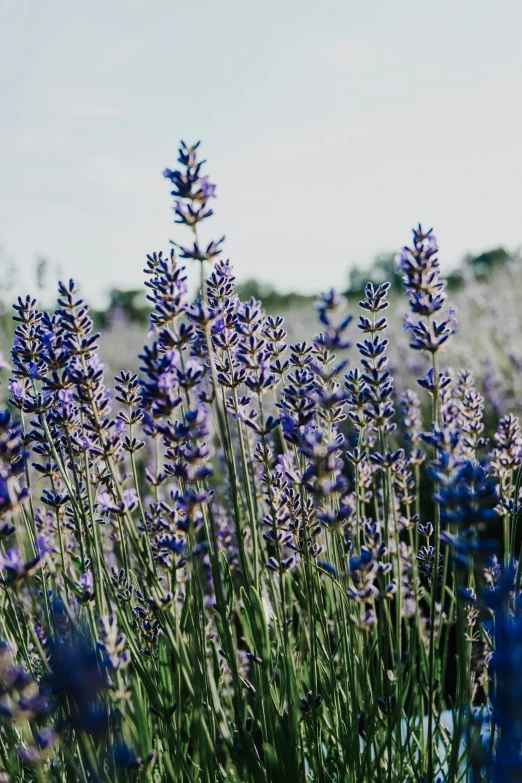 lavender flowers growing near a grassy field