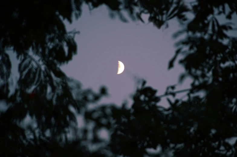 a half moon is in the distance through trees