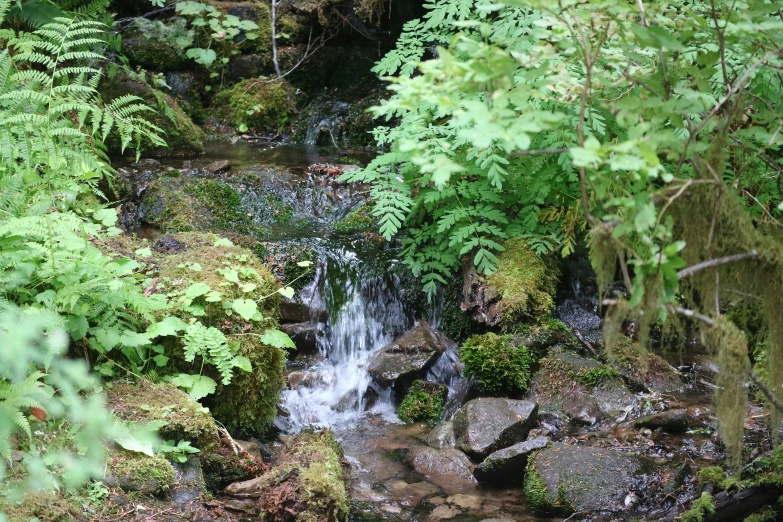 the waterfall on the bank of a stream in a rainforest