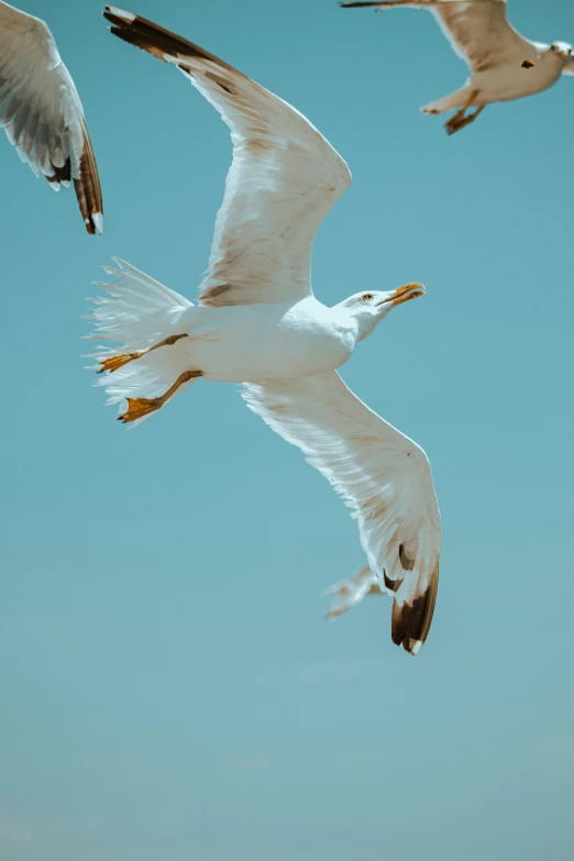 three white and brown seagulls flying against a blue sky