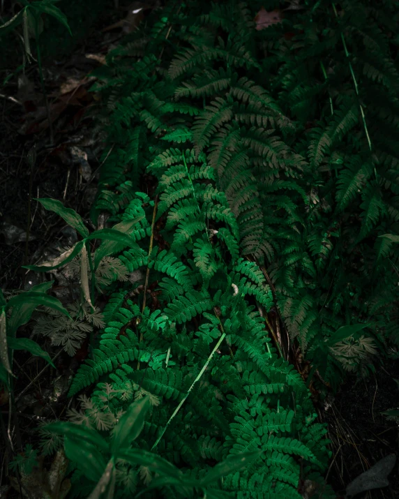 green ferns growing in the dark surrounded by greenery