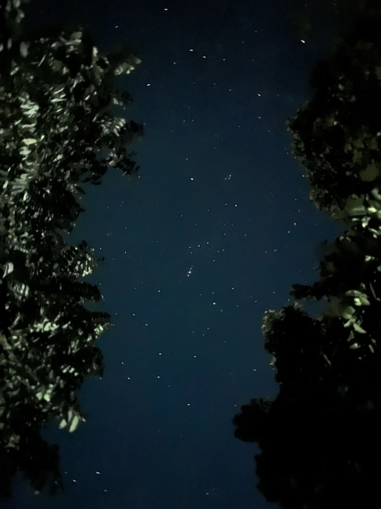 a tree line at night with the stars in the sky