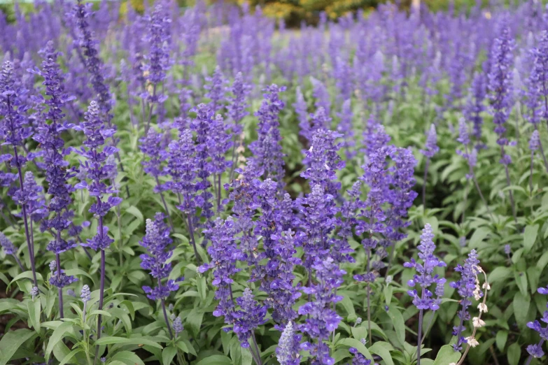 large bunch of blue flowers are on the ground