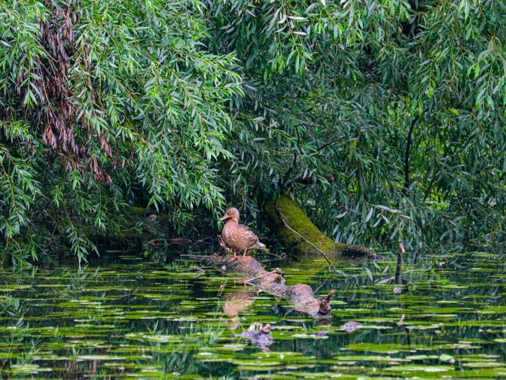 the duck is sitting on a log in the water