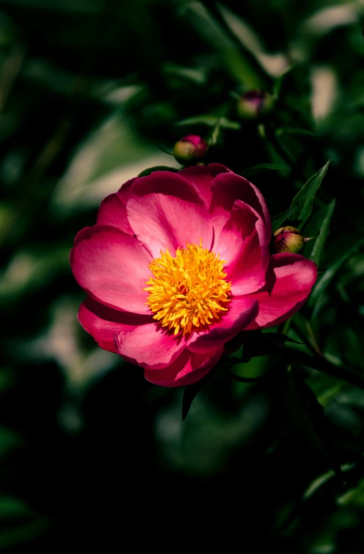 the pink flower is blooming outside of a tree