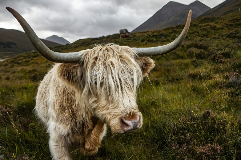 a yak with very long horns standing in the grass